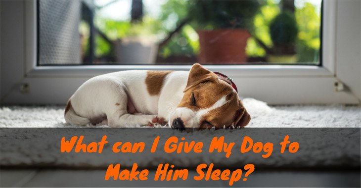 What-can-I-Give-My-Dog-to-Make-Him-Sleep